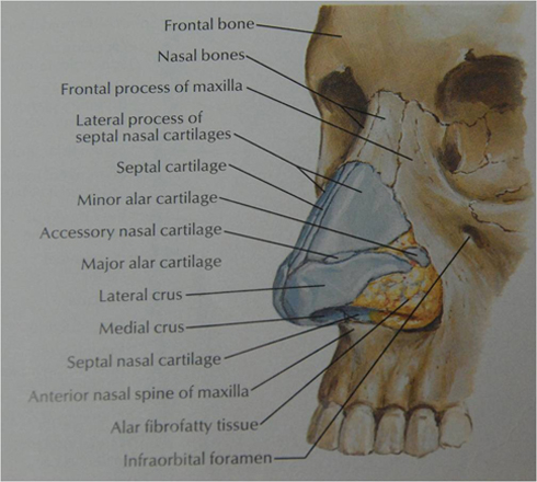 Nasal bones and anatomy
