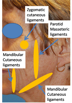 Retaining Ligaments