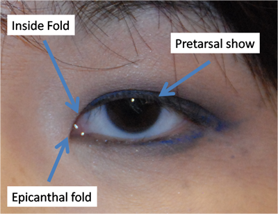 eye anatomy front view