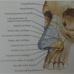 Nasal bones and anatomy